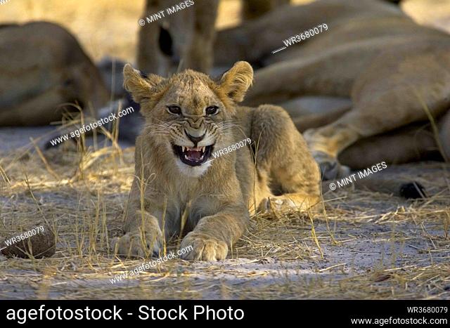 African lion, Panthera leo, cub lying on ground, snarling at camera