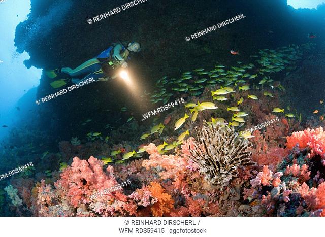 Scuba Diver in Coral Reef, Himendhoo Thila, North Ari Atoll, Maldives