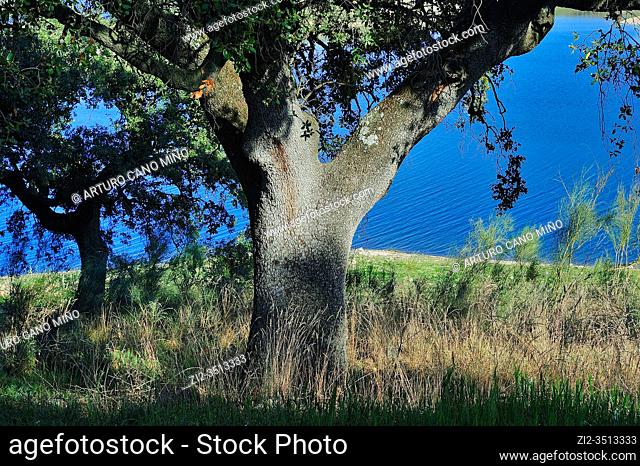 Holm oak next to reservoir of Villacañas. Bohonal de Ibor town, Cáceres province, Spain