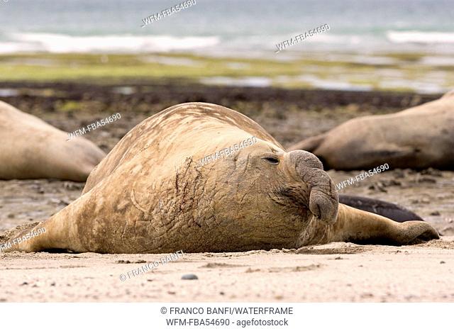 Male Southern Elephant Seal, Mirounga leonina, Valdes Peninsula, Patagonia, Argentina