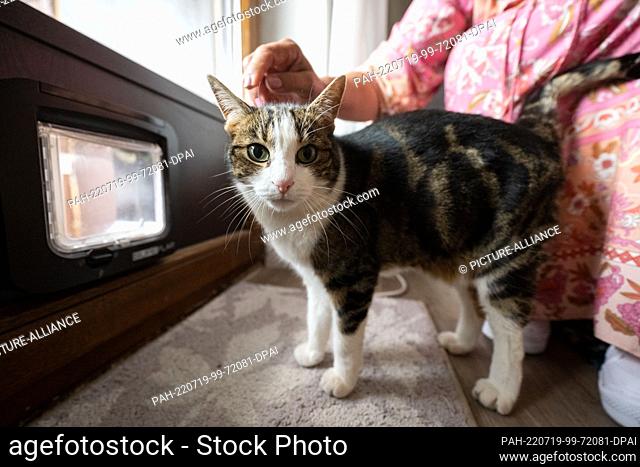 PRODUCTION - 13 July 2022, Baden-Wuerttemberg, Walldorf: Cat Mimi stands in front of the cat flap in the apartment of her owner Regina Tredwell