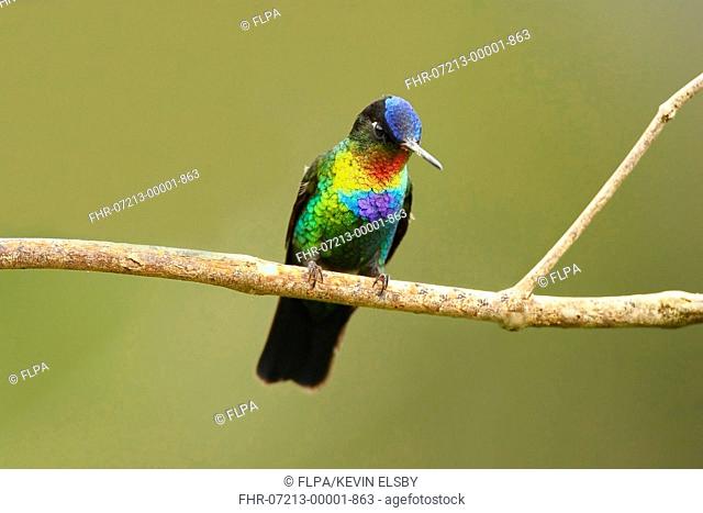 Fiery-throated Hummingbird (Panterpe insignis) adult male, perched on twig, Costa Rica, January