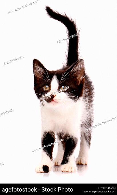 Friendly pet. Portrait of a cute little pet kitten. A kitten with black spots on its paws and snout stands with its tail raised and looks up carefully