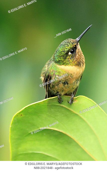 Orange-throtaed Sunangel hummingbird San Eusebio Cloud Forest Merida Venezuela
