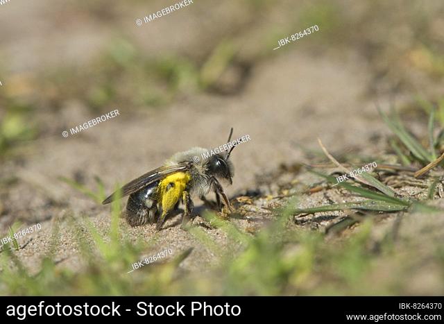 Graue Sandbiene (Andrena cineraria), Emsland, Niedersachsen, Deutschland