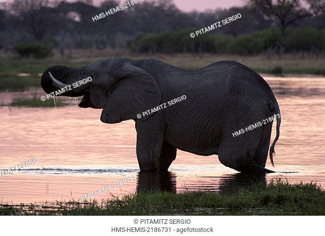 Botswana, Okavango Delta, listed as World Heritage by UNESCO, Khwai Concession, African elephant (Loxodonta africana)