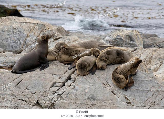 a group of females south american sea lions sleeping on the rocks in the Beagle Channel, Tierra del Fuego