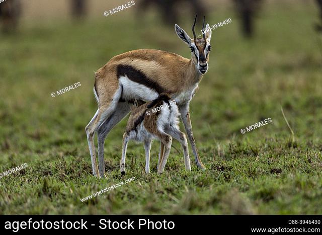 Africa, East Africa, Kenya, Masai Mara National Reserve, National Park, Thomson's gazelle (Eudorcas thomsonii, in the savannah, new born with its mother