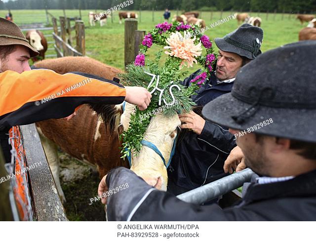 Farmers and cow herders decorate a cow ahead of the traditional 'Almabtrieb' mountain event in Kruen, Germany, 17 September 2016