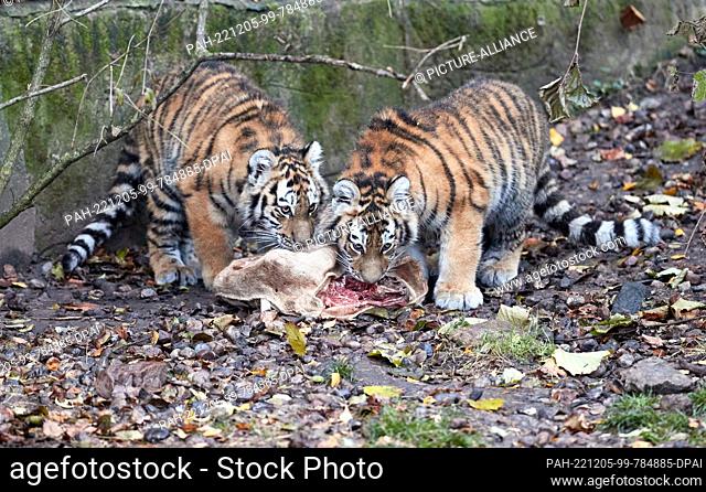 05 December 2022, Hamburg: The tiger cubs Rida and Daria are happy about a jute sack filled with beef meat on the occasion of St