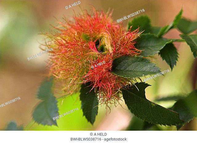 mossy rose gall wasp, bedeguar gall wasp bedeguar gall/Robin's pincushion Diplolepis rosae, gall made by a gallwasp, Germany