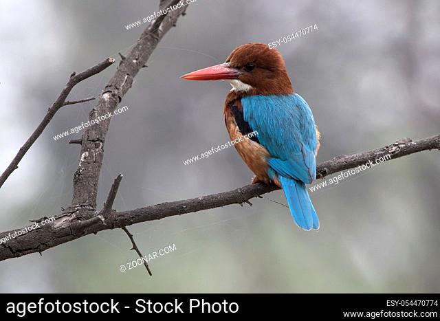 white-throated kingfisher who sits on a dry branch of a tree over a small pond in anticipation of fish