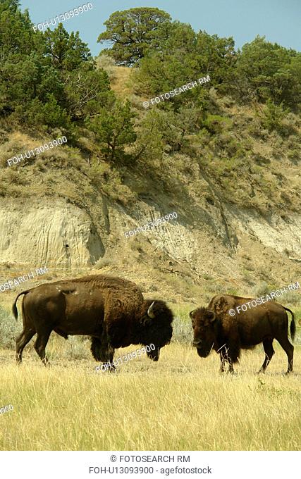 Medora, ND, North Dakota, Theodore Roosevelt National Park, South Unit, Scenic Loop Drive, bison, buffalo, males