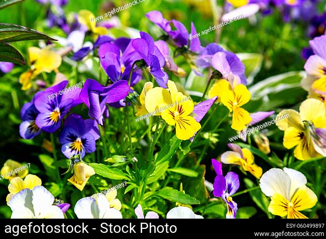 Beautiful Pansies or Violas growing on the flowerbed in summer garden. Flowers purple pansies close up