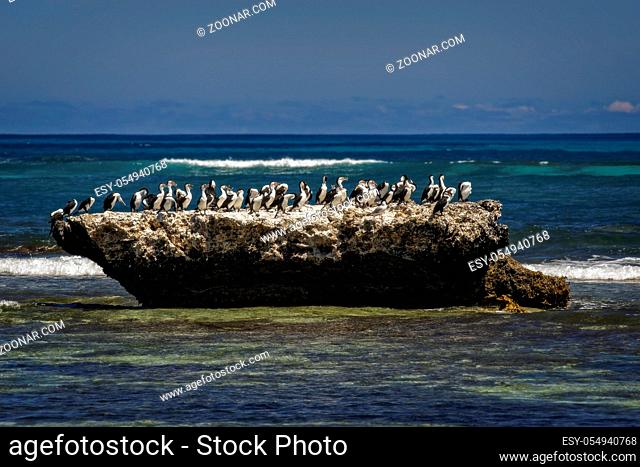Australian Pied Cormorant group at a Rock in the Ocean – Western Australia