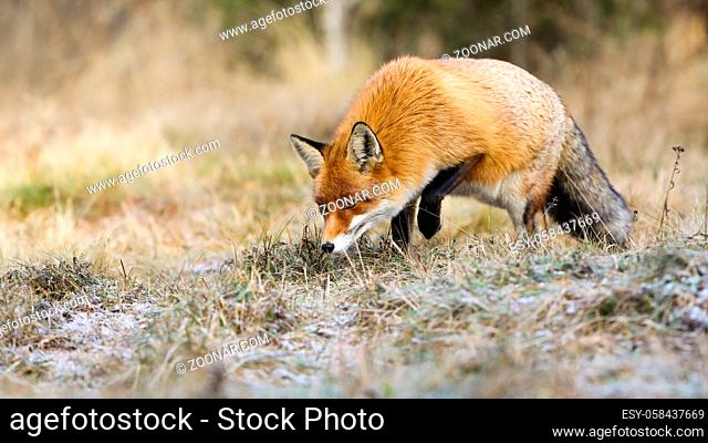 Curious red fox, vulpes vulpes, sniffing something on the ground in autumn nature. Orange predator smelling on meadow in fall