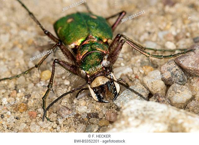 Green tiger beetle (Cicindela campestris), front view with mouthparts, Germany
