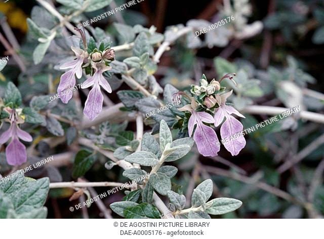 Shrubby Germander (Teucrium fruticans), Lamiaceae