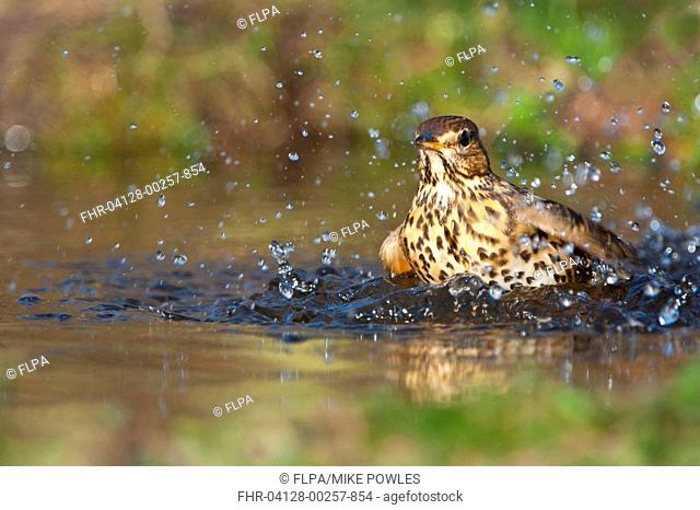 Song Thrush Turdus philomelos adult, bathing in woodland pond, Norfolk, England, january