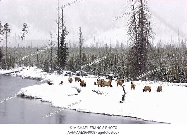 Elk (Cervus elaphus), cow herd in winter snow along river, Madison River, Yellowstone National Park, Wyoming