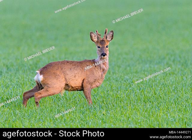 Young roebuck (Capreolus capreolus) in a bast on a grain field, spring, April, Hesse, Germany, Europe