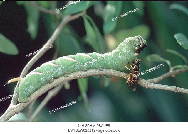 wasp and privet hawkmoth Vespula germanica/Sphinx ligustri, wasp attacking caterpillar