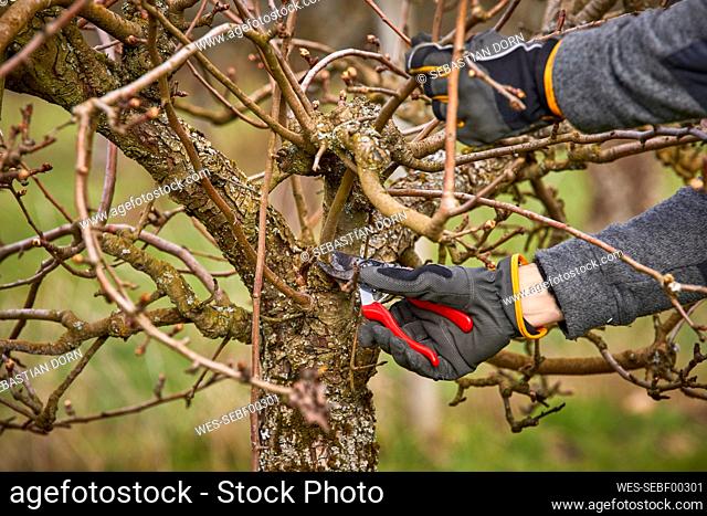Farmer using pruning shears on bare tree at orchard