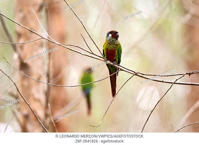 Maroon-faced Parakeet (Pyrrhura leucotis), the smallest of the long-tailed parakeets, threatened with extinction, photographed at Fazenda Cupido & Refúgio in...