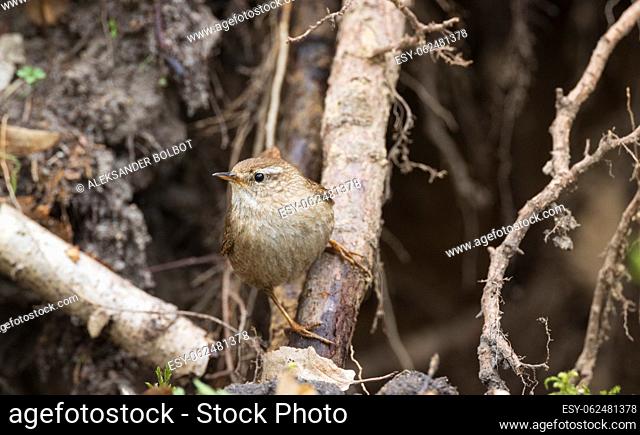 Winter Wren(Troglodytes troglodytes) against fuzzy roots and soil in springtime forest, Bialowieza Forest, Poland, Europe