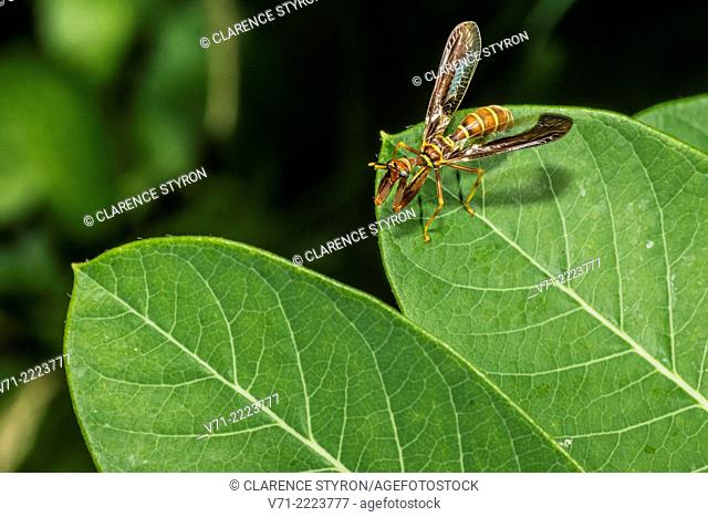 Mantidfly (Climaciella brunnea) Preening and Hunting on Indian Hemp (Apocynum cannabinum) Leaf