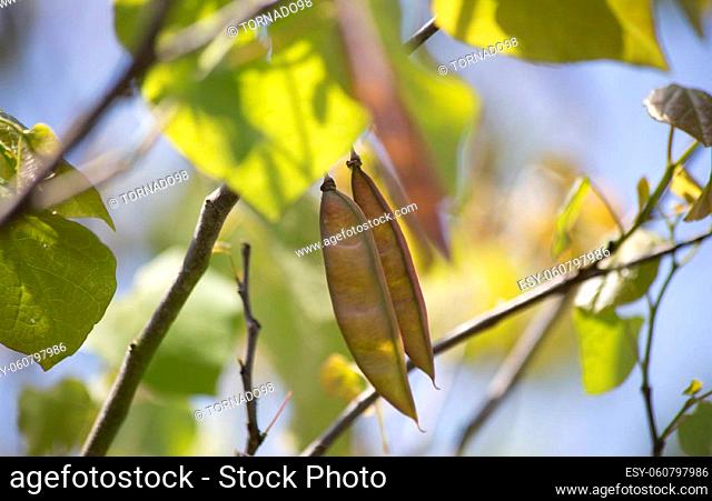 Close up of pods hanging from a tree