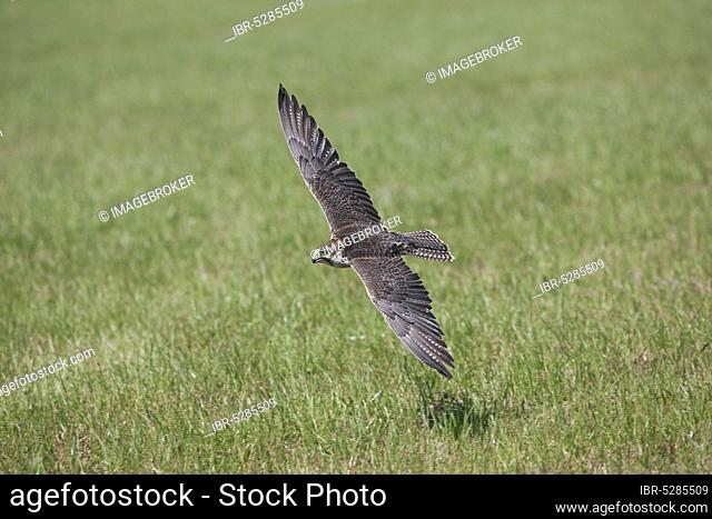 Saker falcon (falco cherrug), adult in flight