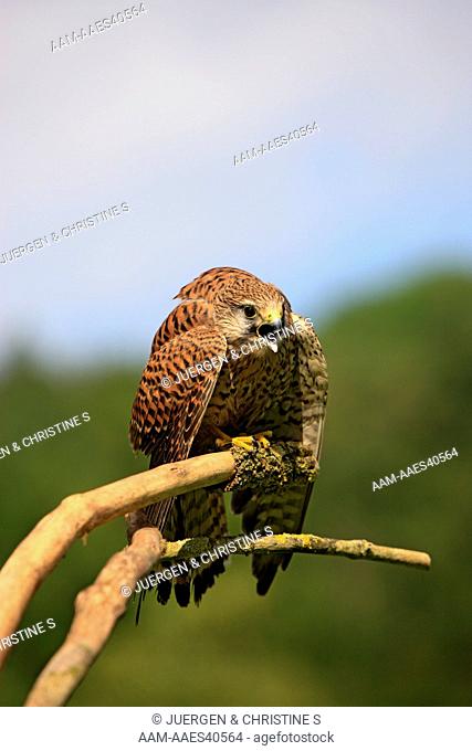 Rock Krestel (Falco rupicolus) adult female on branch calling, Germany, Europe