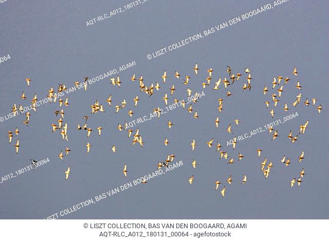 Flock of Bar-tailed Godwits (Limosa lapponica) above Wadden Sea, Limosa lapponica, Bar-tailed Godwit