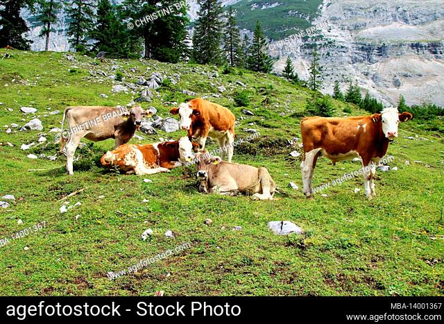 austria, tyrol, klein christen, samertal on the way to pfeishütte, mountains, alps, karwendel mountains, mountain landscape, idyll, cows