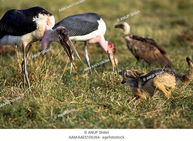 Black-backed Jackal (Canis mesomelas) in confrontation with Marabou stork (Leptoptilos crumeniferus) while defending a kill