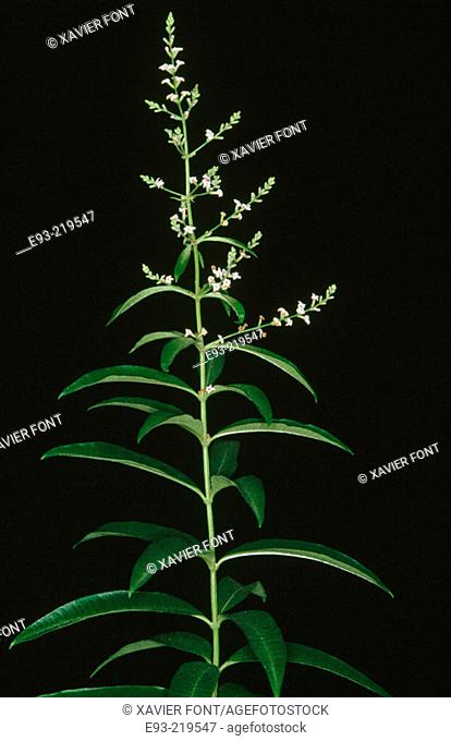 Lemon Verbena (Lippia citriodora or Aloysia triphylla)