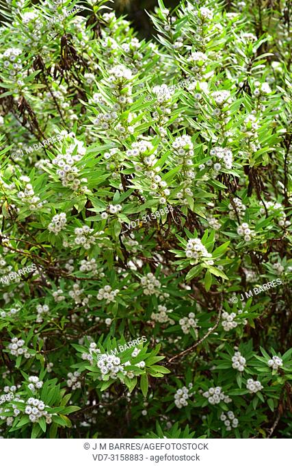 Globe daisy shrub (Globularia salicina) is a shrub endemic and endangered to Canary Islands (except Fuerteventura and Lanzarote) and Madeira Archipelago