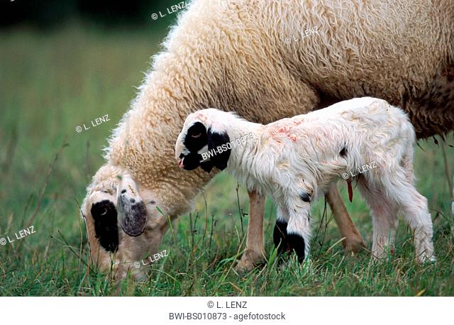 spectacles sheep (Ovis ammon f. aries), sheep with lamb, grazing