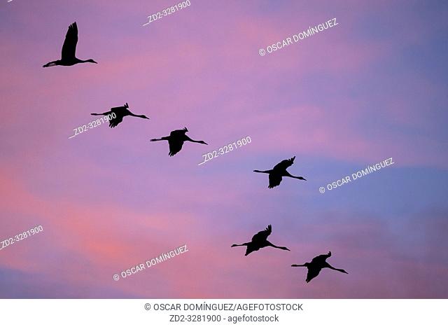Common Crane (Grus grus) flying in to land at sunset. Gallocanta lagoon. Zaragoza province. Aragon. Spain