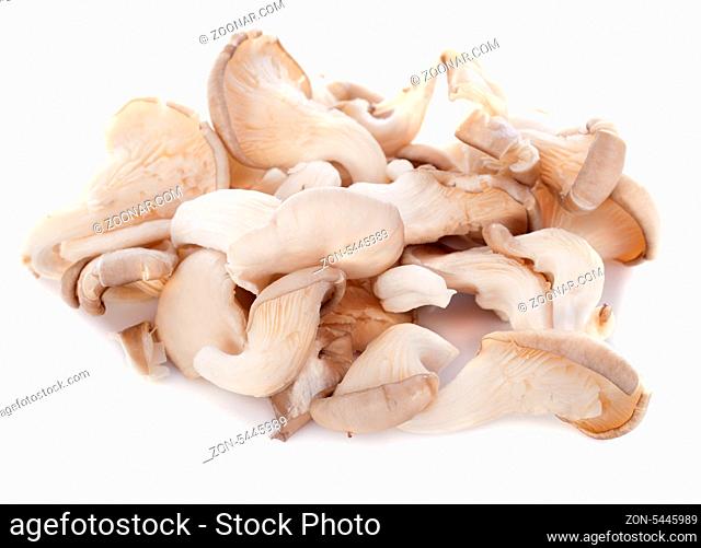 pleurotus mushroom in front of white background