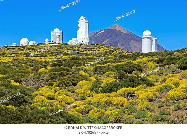 Observatorio del Teide, Teide Observatory, flixweed (Descurainia bourgaeana), Teide National Park, Aguamansa, Tenerife, Canary Islands, Spain