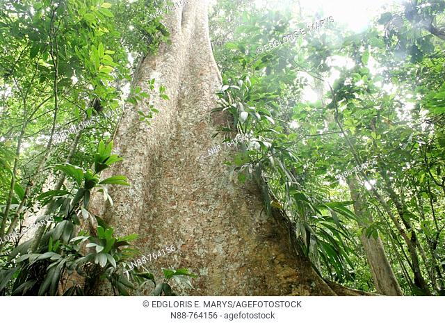 Tree in tropical rainforest, Henri Pittier National Park, Venezuela