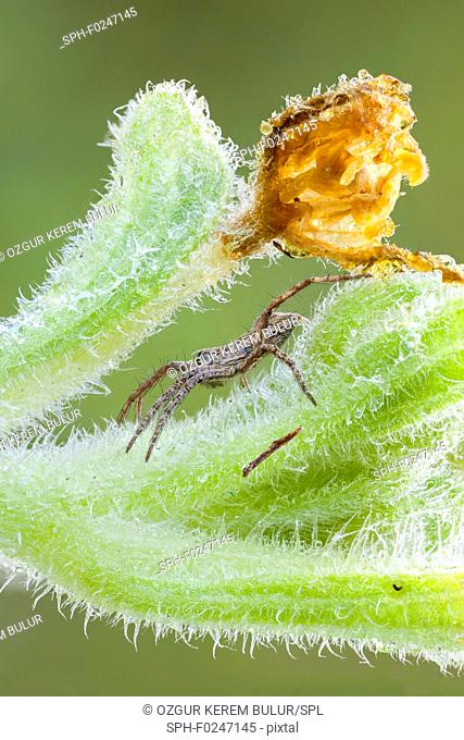 Nursery web spider (Pisaura mirabilis) on a squirting cucumber (Ecballium elaterium) stem
