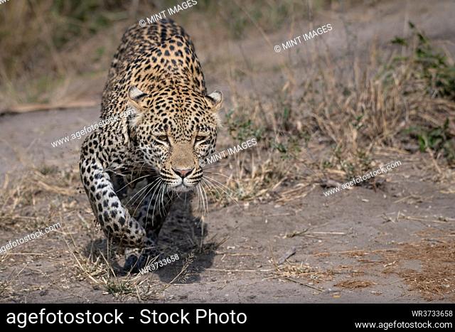 A leopard, Panthera pardus, stalks with muddy legs