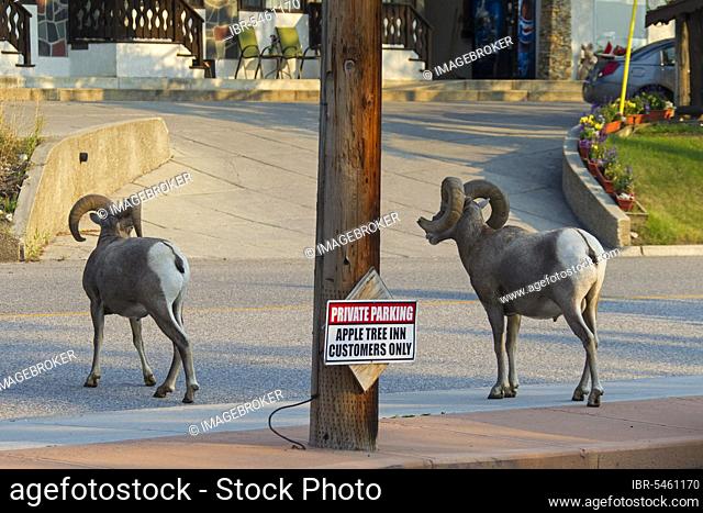 Two bighorn sheep (Ovis canadensis) rams in the streets of the village of Radium Hot Springs, East Kootenay, British Columbia, Canada, North America