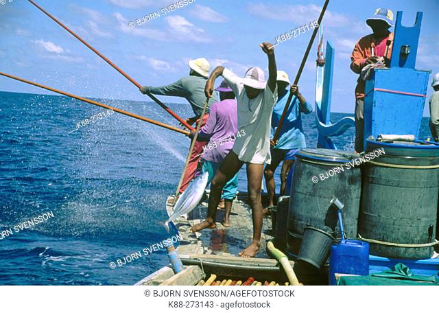 Fishermen catching tunas feeding. North Male Atoll. Maldives