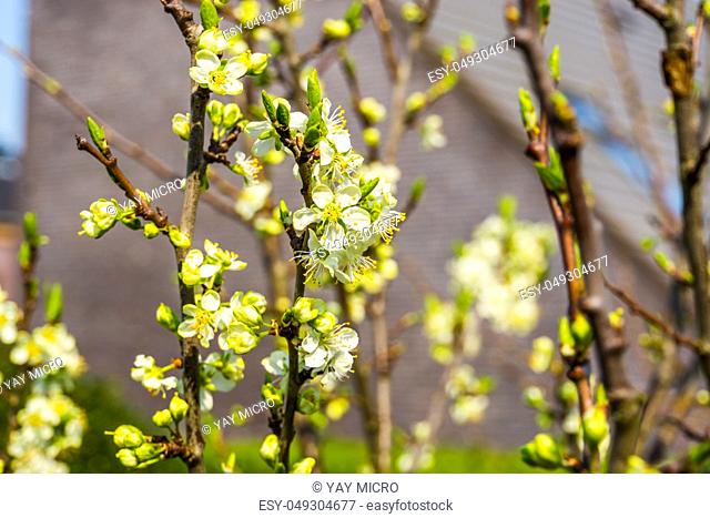 macro closeup of a fruit tree with white small roses, cultivating organic fruits during spring