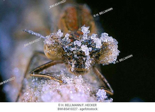 Siberian winter damselfly (Sympecma annulata, Sympecma paedisca), overwintering in ice and snow as an imago, portrait, Germany