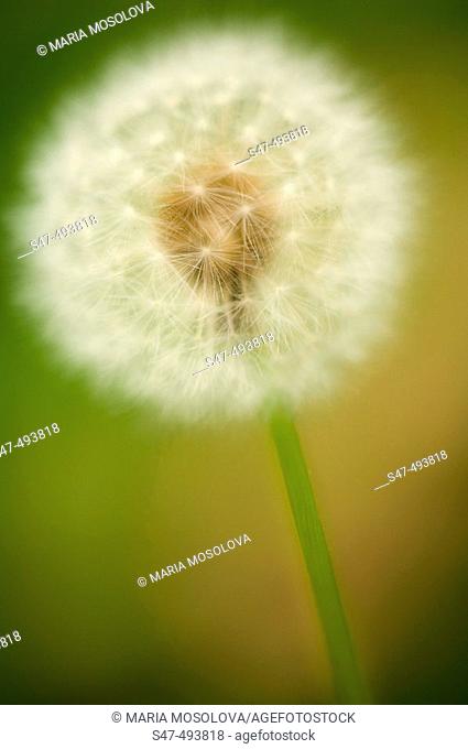 Dandelion Seedhead. Taraxacum officinale Weber. June 2005. Maryland, USA